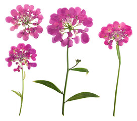 Wall Mural - Pressed and dried flower Iberis, isolated on white background. For use in scrapbooking, floristry or herbarium.