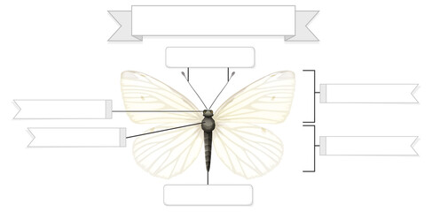 Canvas Print - External Anatomy of  a butterfly worksheet