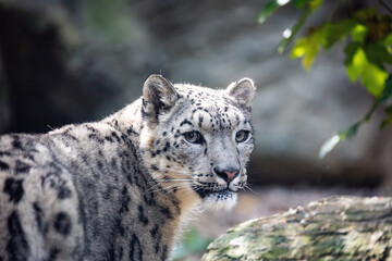 Wall Mural - one of most beautiful big cat, snow leopard - Irbis, Uncia uncia