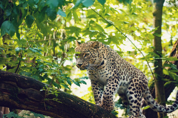 Wall Mural - Persian leopard (Panthera pardus saxicolor), known as the Caucasian leopard