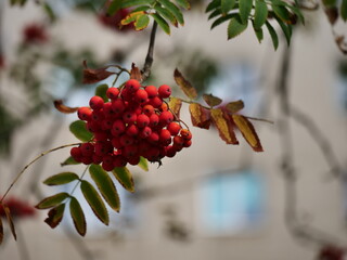 Poster - red berries on a branch