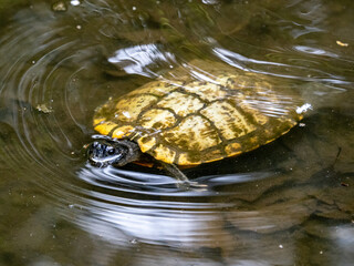 Canvas Print - Closeup shot of a turtle swimming in a Japanese pond