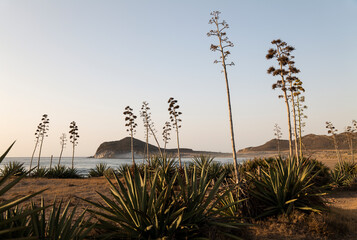 Scenic view of sea with agave plants in Cabo de Gata Nature Park, Spain