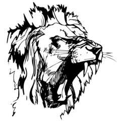 vector realistic black and white drawing of a roaring lion head isolated on white background. imitation of a black ink drawing. Useful for tattoo, poster, zoo, safari, nature reserve, t-shirt printing