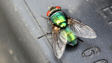 Closeup Shot Of A Common Green Bottle Fly