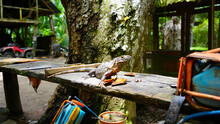 Iguana. Costa Rica