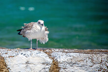 Young Gull Standing On A Wall