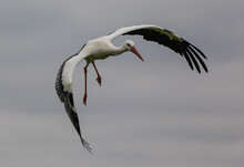 Large Stork Bird Flying In A Cloudy Sky