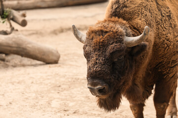 Sticker - American bison in zoo enclosure, space for text