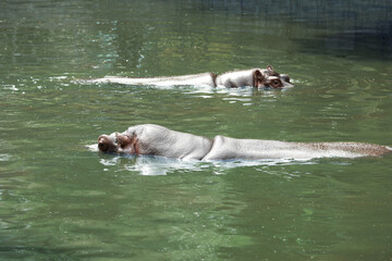 Canvas Print - Big hippopotamuses swimming in pond at zoo