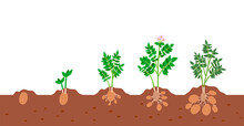 Potato Plant Growth Cycle. Stages Of Growing Of Potato Vegetable Plant In Ground. Vector Illustration