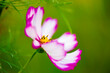 Wilde Blumen - Makrofotografie