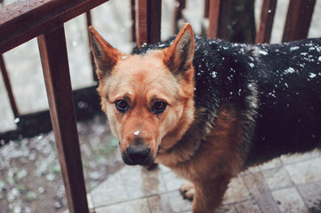 Wall Mural - Closeup of the German shepherd dog covered with snow.