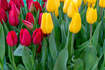 Poster - Beautiful background of tulips. Floral festive natural background.