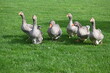 Six wild geese run side by side on a green meadow.