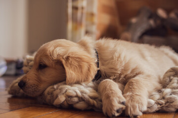 Sticker - Cute golden retriever puppy lying on a comfortable dog cushion pillow