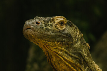Naklejka na meble close up of a komodo dragon