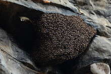 Close Up Nutural Honey Comb On Cliff