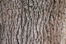 Rough Brown Tree Bark Close-up, Natural  Background
