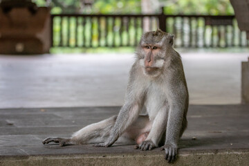 japanese macaque sitting on the ground