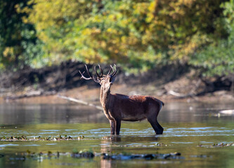 Wall Mural - Red deer roaring in shallow water in forest