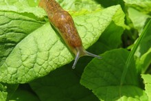 Brown Slug In The Garden On Natural Background