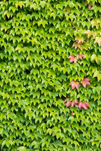 Many Green Leaves Of Wild Wine Climbing Plant Shows Fresh Air And Healthy Environment With Wall Climbing Rank Plant At Rustic Brickwall And Colorful Grapevine Foliage Wallpaper Pattern Green  Facade