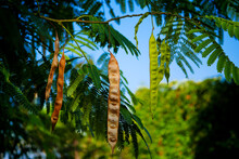 Closeup Of Branch Of Albizia Julibrissin (Persian Silk Tree Or Mimosa) With Leaves And Seed Pods Against Blue Sky