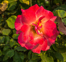 Wall Mural - Red Rose Details