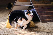 Speed And Agility, Sports With Dog. Agility Competitions. Australian Shepherd Aussie Black Tricolor Quickly Runs Out Of Tunnel And Sand Flies From Under Paws.
