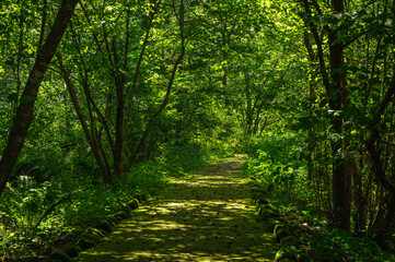  鳥川渓谷緑地　苔の道