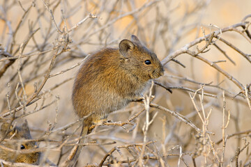 Wall Mural - A Karoo bush rat (Otomys unisulcatus) in natural habitat, South Africa
