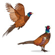 Colorful pheasants. Vector illustration of a pheasant isolated on a white background.