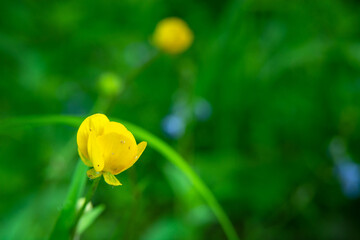 Wall Mural - Yellow anemone flower on a background of greenery