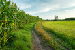 © darekb22 - Dirt road next to the corn field
