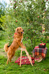 Seasonal apple harvest. The dog next to the apple tree is leaning on a wooden chair.