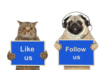 Wall Mural - A dog pug and beige cat are holding blue signs t says Like us and Follow us. White background. Isolated.