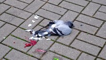 Body Of Dead Pigeon Bird Attacked By Cat Lying On Sidewalk Paving Without Help