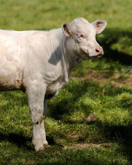 Wall Mural - Veau charolais à Villereversure, Ain, France