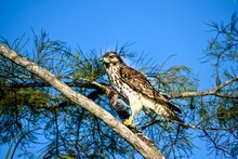 Red-shouldered Hawk In A Tree