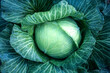 Big green cabbage on the farm. Vegetarian food background.