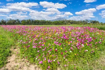 Wall Mural - colorful cosmos blooming in the beautiful garden flowers on hill landscape mountain and summer blue 