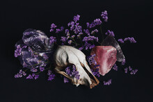 Animal Skull With Mineral Stones, Crystals And Purple Flowers On Dark Black Background. Fear, Death And Romance Macabre Idea. Creative Halloween Celebration Or Witch Ritual Concept.