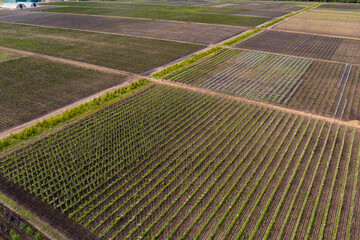 Aufkleber - Aerial view of rows of trees in a tree nursery in autumn	
