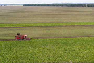 Aufkleber - Combine harvester harvests sugar beet on the field. Aerial view	