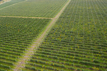 Aufkleber - Aerial view of the apple orchard	