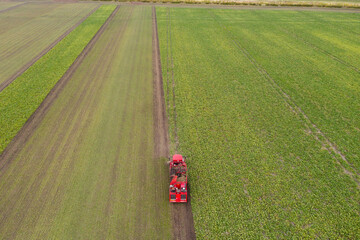 Aufkleber - Combine harvester harvests sugar beet on the field. Aerial view	