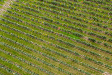 Aufkleber - Aerial view of the apple orchard	