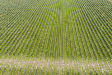 Aufkleber - Aerial view of the apple orchard	