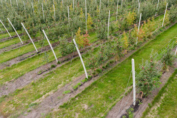 Aufkleber - Aerial view of the apple orchard	
